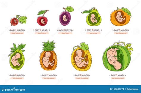 Embryo Month Stage Growth Pregnancy Fetal Development Vector Flat ...