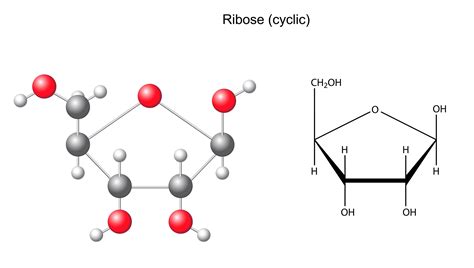 ribose helps burn fat | Fat Burning Drinks | Drinks That Burn Fat | Fat ...