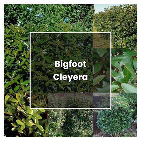 How to Grow Bigfoot Cleyera - Plant Care & Tips | NorwichGardener