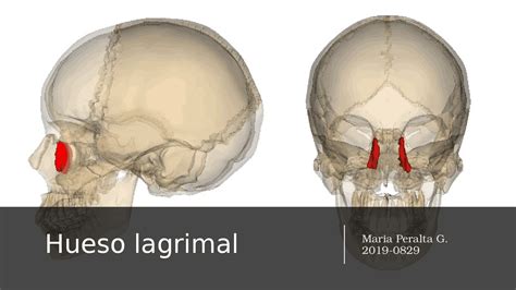 Diapositiva del hueso lagrimal o lacrimal | Diapositivas de Anatomía ...