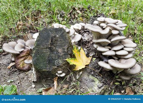 Oyster Mushrooms Grow On Tree Stump Stock Photo - Image: 59642537