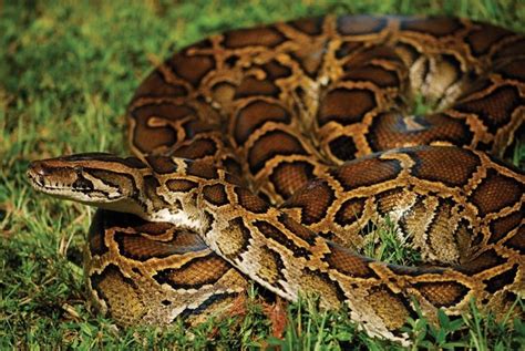 Invasive Burmese Python Poses Increasing Threat to Bird Species | IBTimes UK