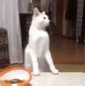 Cat GIF - Cat - Discover & Share GIFs