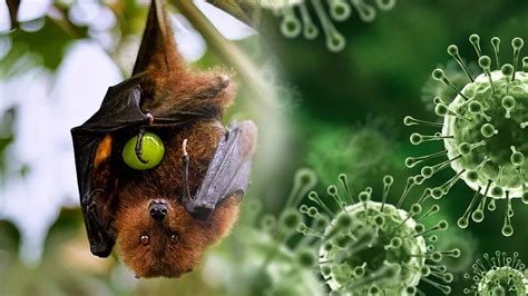 Nipah Virus: Symptoms, Transmission, and Prevention - USWEEKDAILY