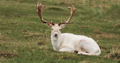 Police hunt gunman as rare white stag shot dead with high velocity ...