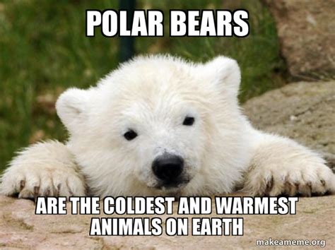 Polar Bear Meme by SuperMarioFan65 on DeviantArt