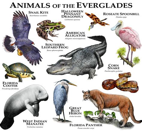 Animals of the Florida Everglades by rogerdhall on DeviantArt