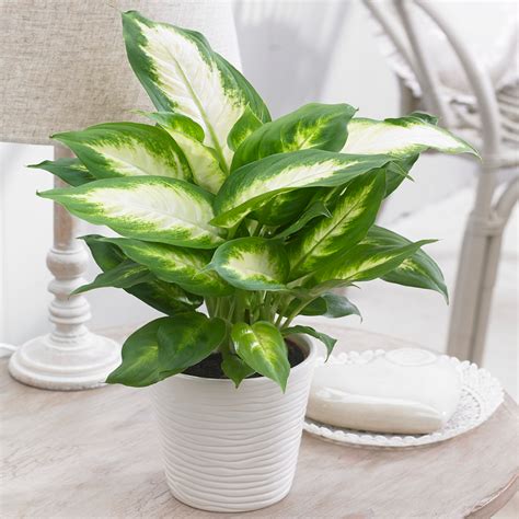 Ideal Tropical Houseplant Dieffenbachia Indoor Dumb Cane Supplied in ...