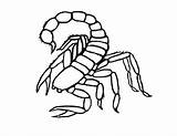 Free Printable Scorpion Coloring Pages For Kids sketch template
