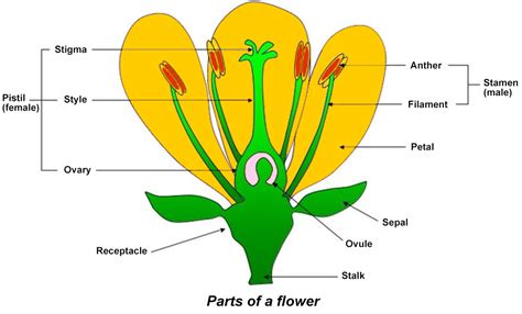 What Is Pollination Diagram For Kids Bees Honey