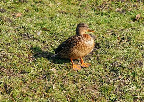 Duck Female Plumage - Free photo on Pixabay - Pixabay