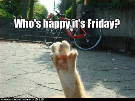 Who's happy it's Friday? | Funny cat memes, Funny animal images, Silly cats