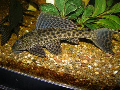 cichlids.com: common pleco?