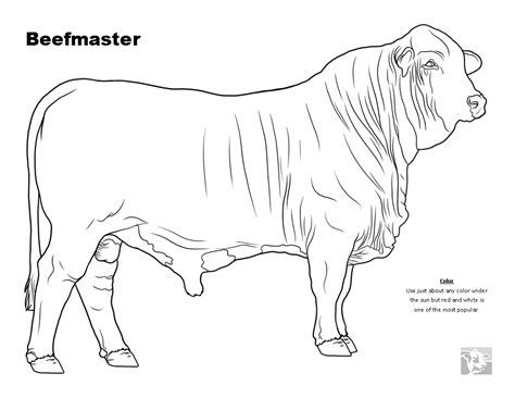 Beef Cow Drawing at GetDrawings | Free download