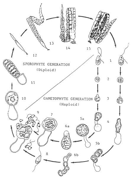 Laminaria Microscope