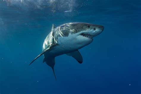 Largest Great White Shark Ever Recorded - American Oceans