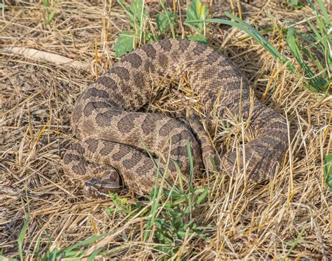 Curious Nature: How to identify the snakes of Eagle County | VailDaily.com