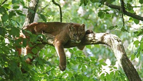 Fun Cougar Facts For Kids | Kidadl