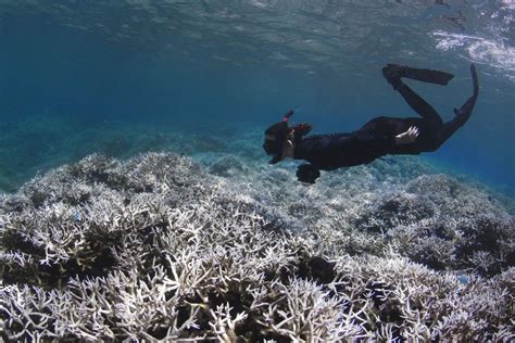 Chilling Photos Show Coral Bleaching Across the Globe | Live Science