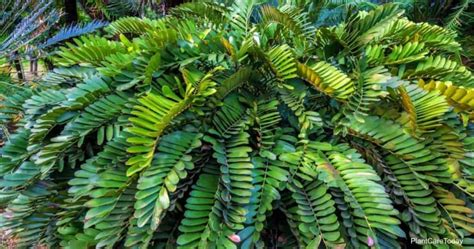 Cardboard Palm Plant Care: How To Grow Zamia Furfuracea