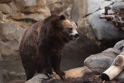 grizzly bear @ san diego zoo | Flickr - Photo Sharing!