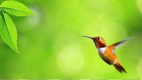 Wallpaper : 1920x1080 px, background, birds, flying, green, hummingbirds, leaves, nature ...