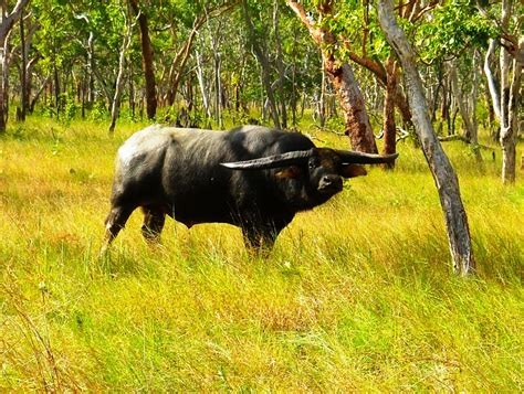 Buffle d'eau monstrueux. | Buffle d’eau, Buffle, Australie