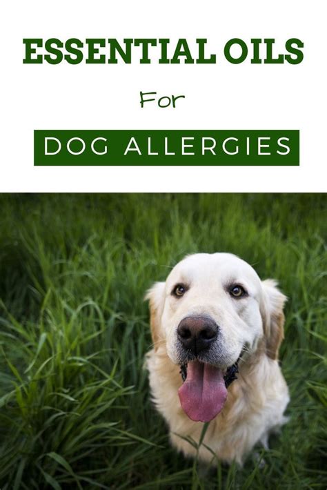 Essential Oils for Dog Allergies: What You Need to Know - Yo Doggy Dog | Essential oils dogs ...