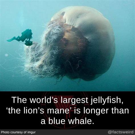 mindblowingfactz: “ The world’s largest jellyfish, ‘the lion’s mane’ is longer than a blue whale ...