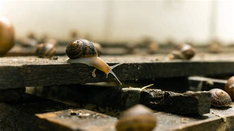 Are Edible Snails a Source of Sustainable Meat? | FoodUnfolded