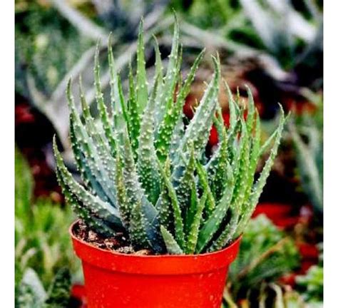 Aloe Humilis spider Aloe Plant cactus Succulent Live Plant | Etsy