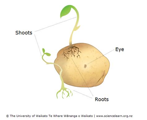 Tubers Diagram