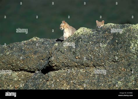 Wild Puma cubs on rock Stock Photo - Alamy