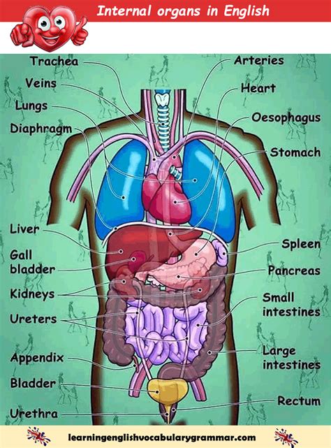 Chart Of The Body Organs