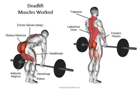 Deadlift Muscles Worked Diagram