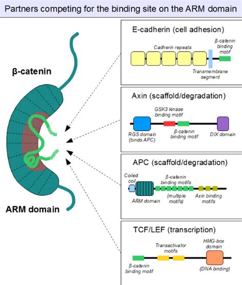 Beta-Catenin | Encyclopedia MDPI