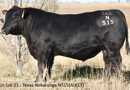 Texas Angus Sire Directory - TEXAS ANGUS