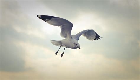 Flock of Seagulls Flying during Daytime · Free Stock Photo