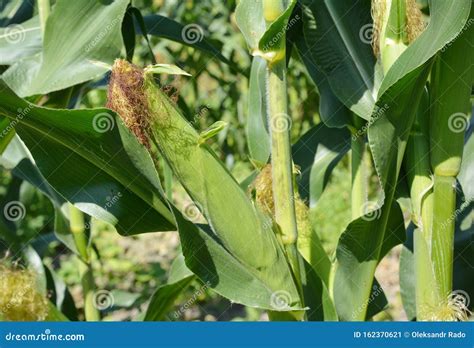 Planting, Growing and Harvesting Sweet Corn Stock Image - Image of plant, harvesting: 162370621