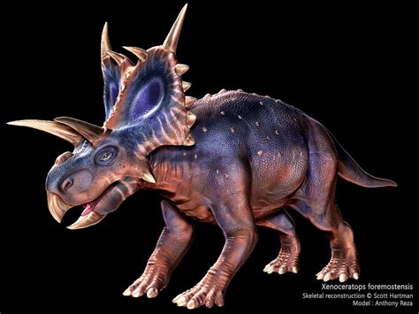 Anthony R - Xenoceratops foremostensis