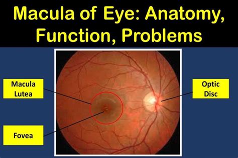 Macula Lutea of the Eye: Anatomy, Function, & Problems | Health Kura