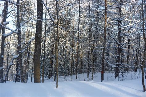 Climate Change, Winter Warming Harming Forests | The Brink | Boston ...