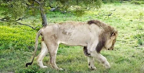 Male Lion, Dark Mane, Has Died after Buffalo Attack