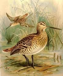 Great Snipe Sets Migration Record for Speed | Audubon