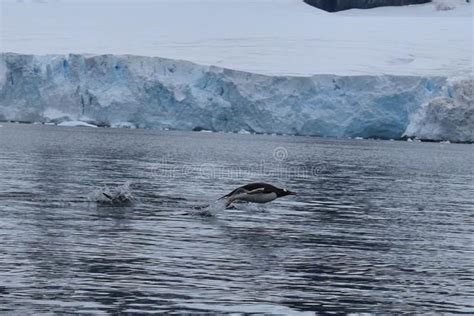 Antarctica, Landscape, with a swimming gentu penguin. The Antarctica peninsula i , #Ad, #gentu ...