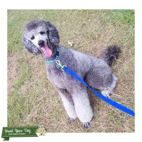 AKC Silver Standard Poodle - Stud Dog in TEXAS, United States | Breed ...