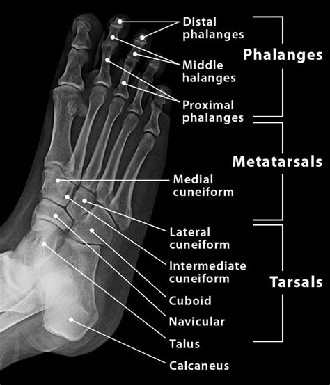 Foot Bones Names, Anatomy, Structure, Labeled Diagrams, 47% OFF