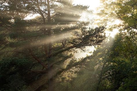 Trees Against Crepuscular Rays · Free Stock Photo