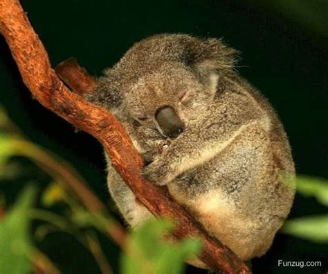 Cute Animals Sleeping | Funzug.com