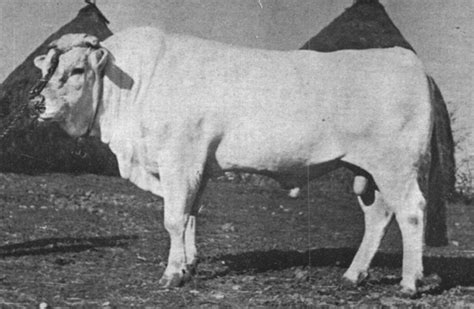 Chianina - Wikipedia